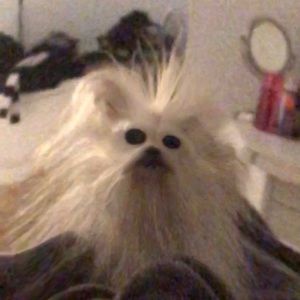 Meet your Posher, Susan